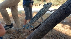 Chamaeleo arabicus