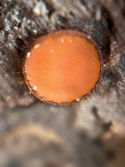 Scutellinia