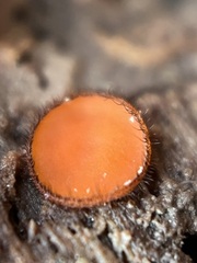 Scutellinia