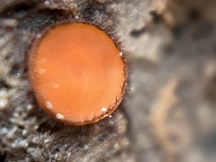 Scutellinia