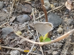 Euchrysops cnejus
