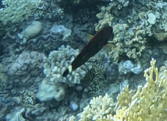 Pseudodax moluccanus