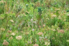 Erica perspicua perspicua