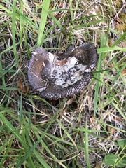 Amanita pekeoides