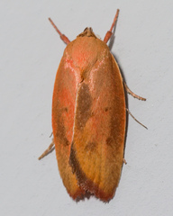 Ptyoptila matutinella