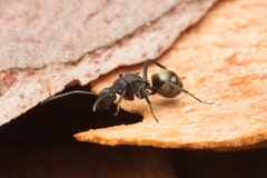 Polyrhachis tubifera