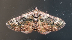 Eucymatoge peplodes