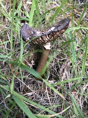Amanita pekeoides