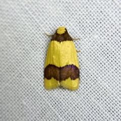 Heterallactis microchrysa