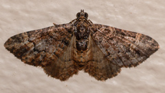 Eucymatoge peplodes