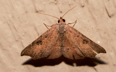 Laspeyria concavata
