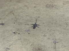 Anolis distichus