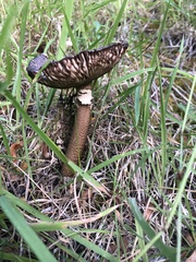 Amanita pekeoides