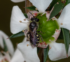 Euhesma crabronica