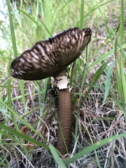 Amanita pekeoides