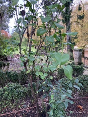 Tracheophyta