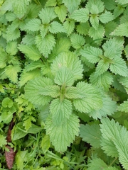 Urtica urens