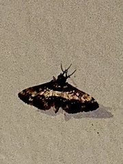 Nacoleia amphicedalis