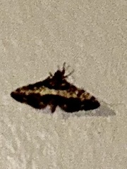 Nacoleia amphicedalis