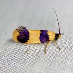 Telecrates laetiorella