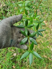 Alyxia ruscifolia
