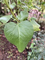 Tracheophyta