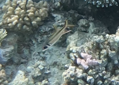 Neoniphon sammara