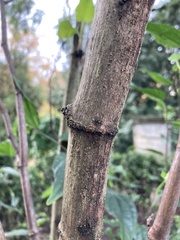 Tracheophyta