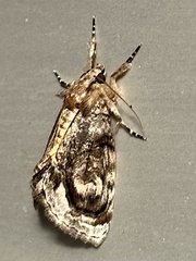 Zalissa catocalina