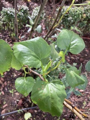 Tracheophyta