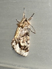 Zalissa catocalina