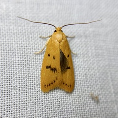 Eulechria subpunctella