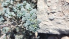 Forsskaolea tenacissima