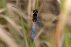 Crocothemis nigrifrons