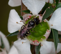Euhesma crabronica