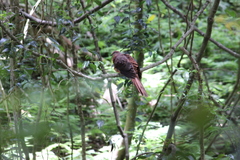 Macropygia phasianella