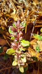 Clinopodium carolinianum