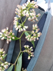 Psiadia lucida