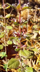 Clinopodium carolinianum