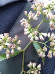 Psiadia lucida