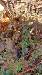 Clinopodium carolinianum