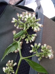 Psiadia lucida
