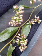 Psiadia lucida