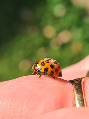 Henosepilachna vigintisexpunctata