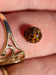 Henosepilachna vigintisexpunctata