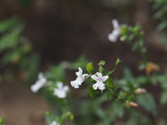 Nemesia albiflora