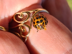 Henosepilachna vigintisexpunctata