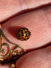 Henosepilachna vigintisexpunctata