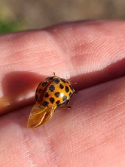 Henosepilachna vigintisexpunctata
