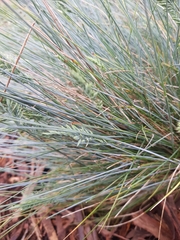 Festuca valesiaca